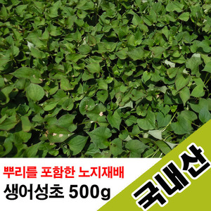 국산 생어성초 500g/ 생어성초(뿌리포함)/ 건조어성초 300g/ 발모팩세트 건어성초